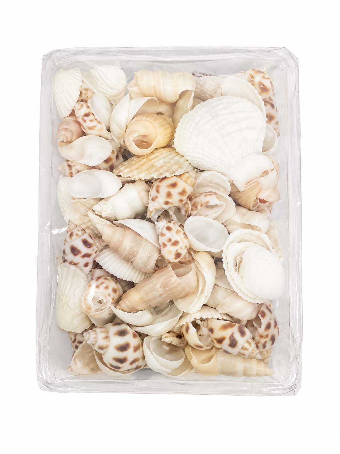 Conchas Marinas Naturales Surtidas para Manualidades y Decoración.