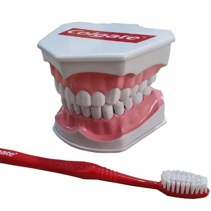 Macromodelo dental educativo.