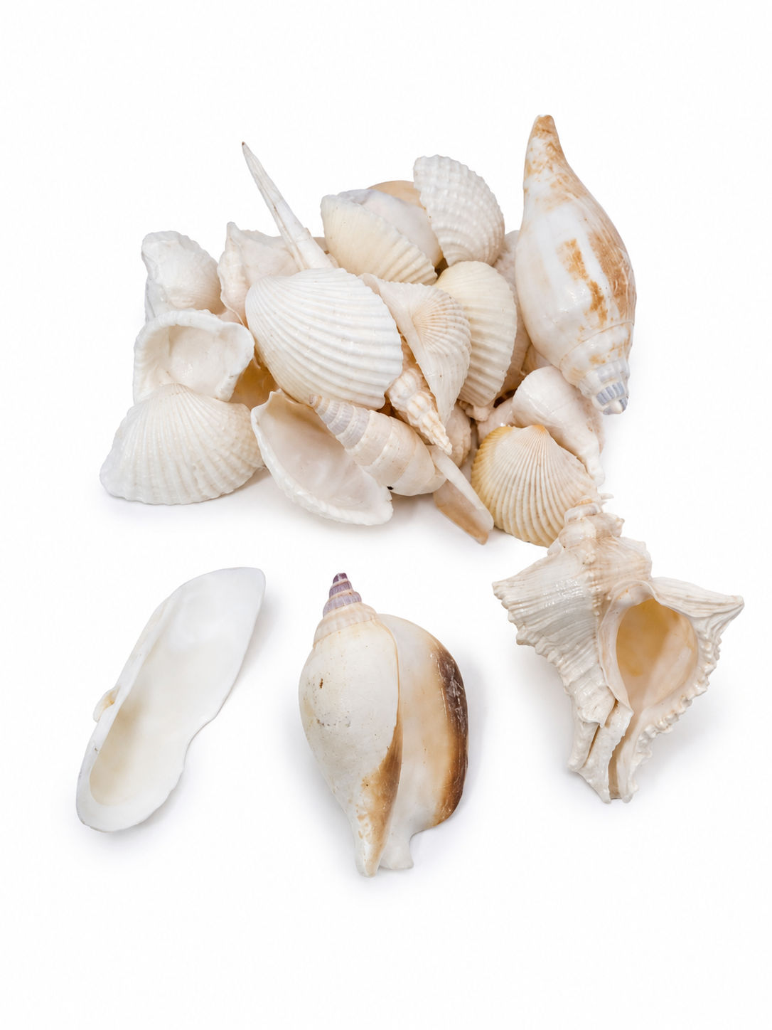 Set de Conchas Marinas Naturales para Decoración y Manualidades.